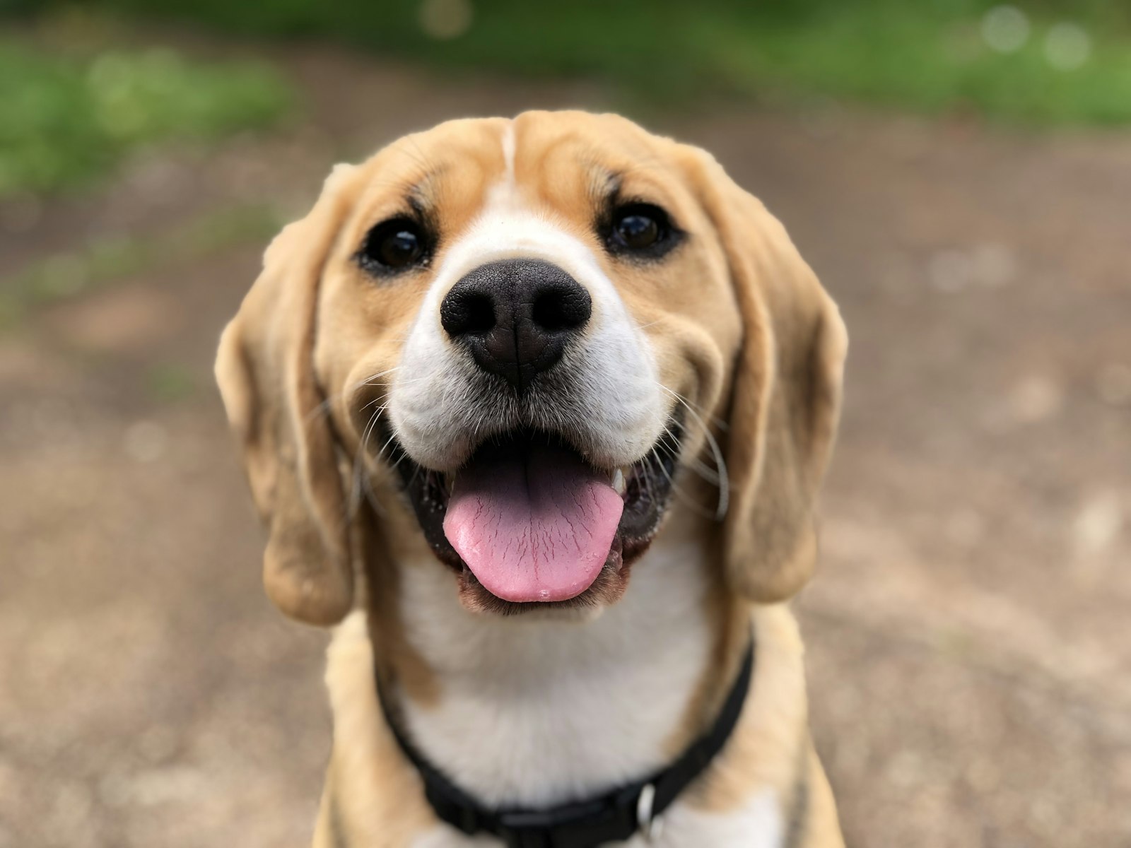 Dog - pet insurance basics